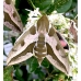 Spurge Hawk H euphorbiae pupae